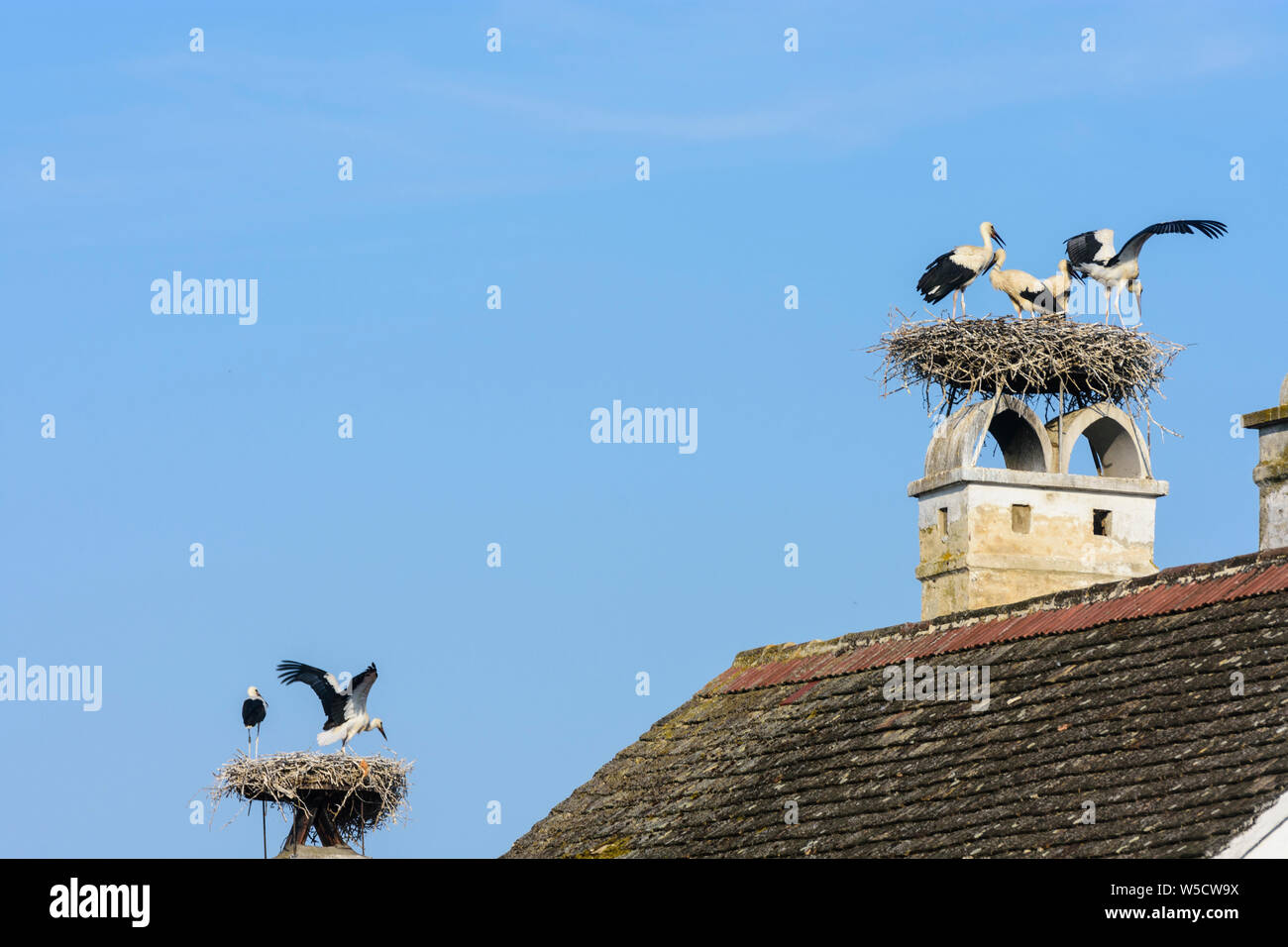 Rust: nest of white stork (Ciconia ciconia), juvenile storks waiting at nest and doing flight training, house roof, chimney in Neusiedler See (Lake Ne Stock Photo