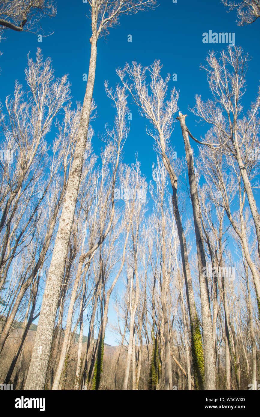 Forest in winter. Stock Photo