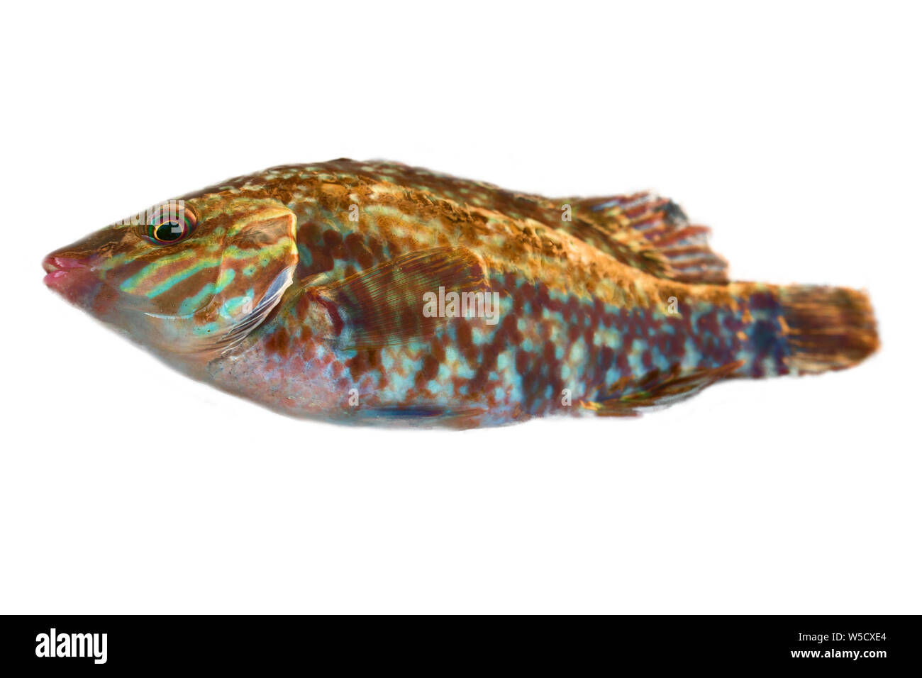 Long-striped wrasse (Symphodus tinca, rainbow fishes, Labrus, ray-finned fish) from the Black sea (North shore), Macro isolated on white background Stock Photo