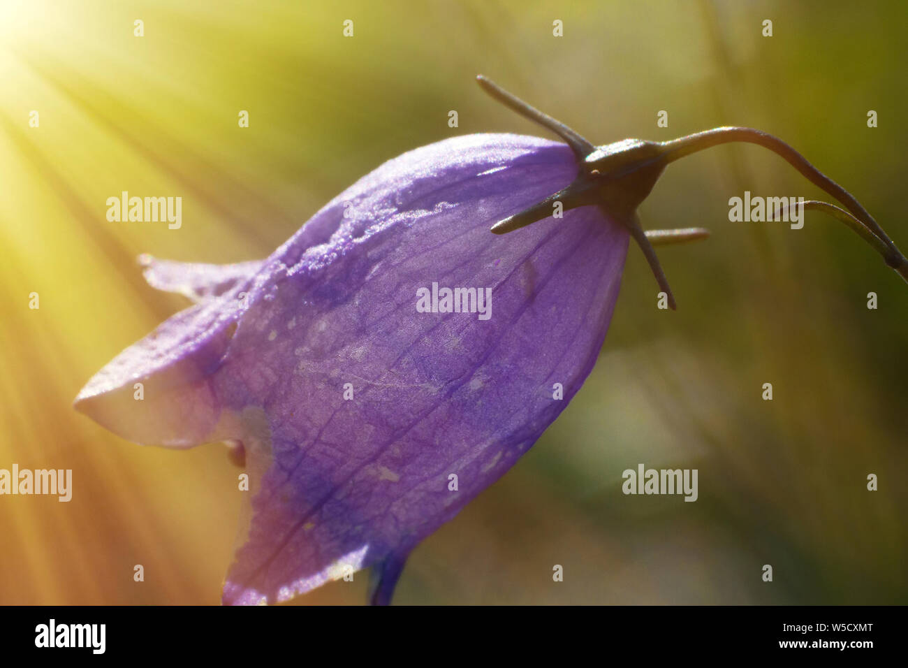 Bell flower opens towards the sun, warm rays of the sun, summer flowers