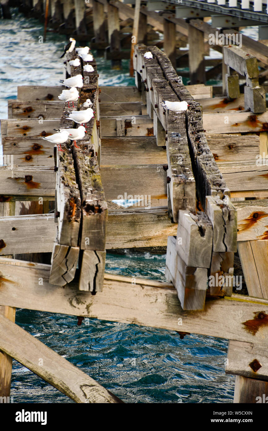 Sea birds busselton western australia hires stock photography and