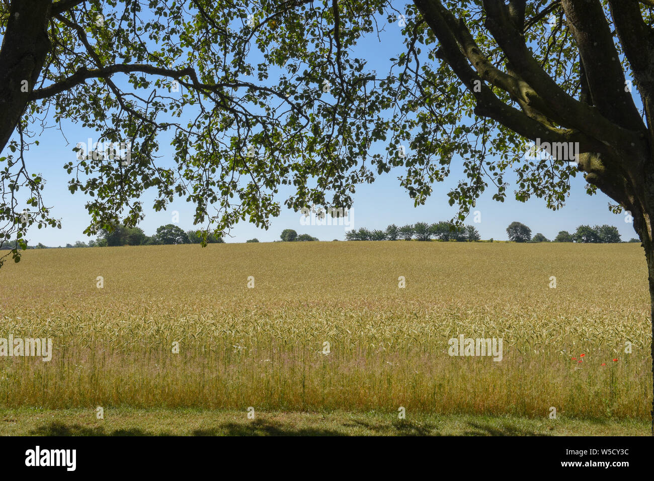 Wheat field and trees on Denmark Stock Photo - Alamy