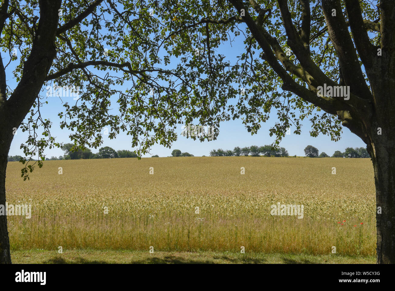 Wheat field and trees on Denmark Stock Photo - Alamy