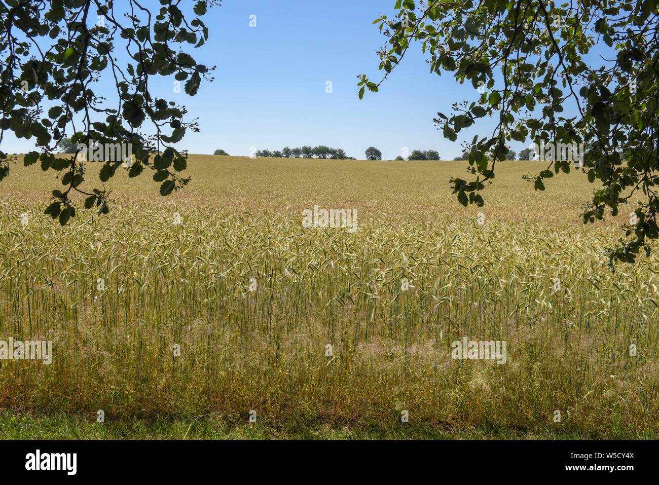 Wheat field and trees on Denmark Stock Photo - Alamy