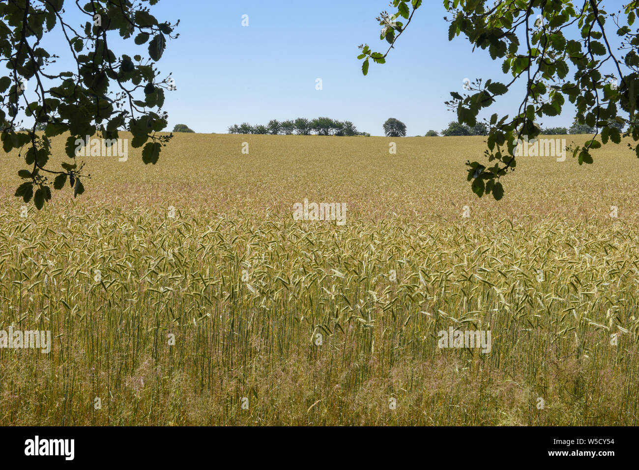 Wheat field and trees on Denmark Stock Photo - Alamy