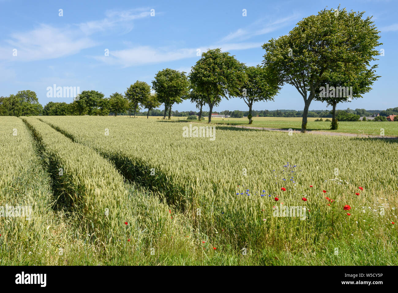 Wheat field and trees on Denmark Stock Photo - Alamy