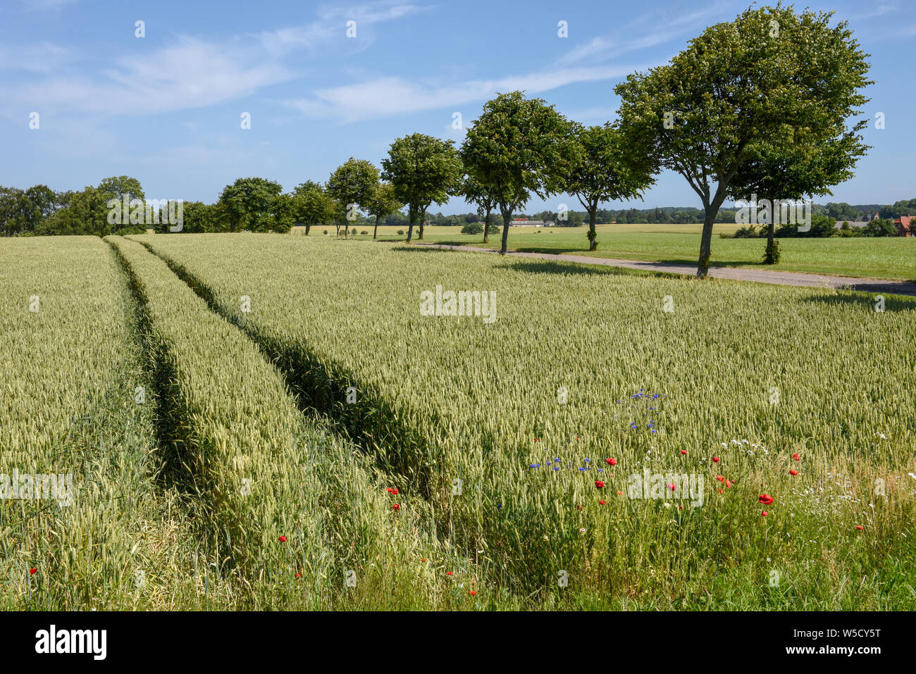 Wheat field and trees on Denmark Stock Photo - Alamy
