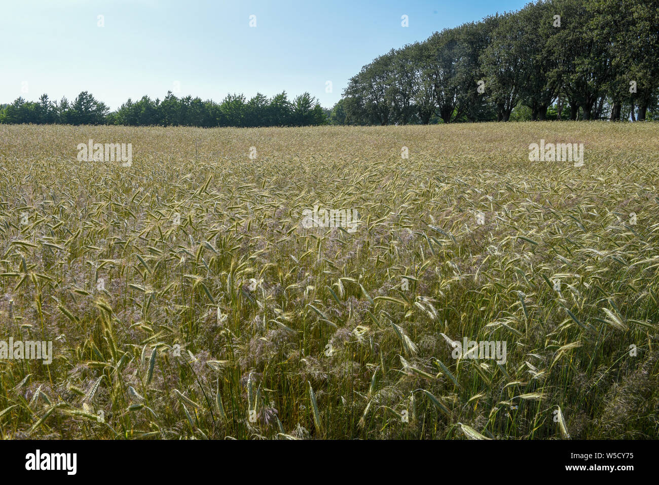 Wheat field and trees on Denmark Stock Photo - Alamy
