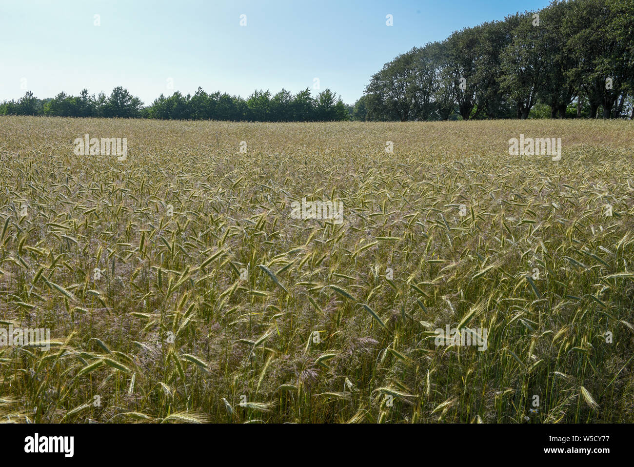Wheat field and trees on Denmark Stock Photo - Alamy