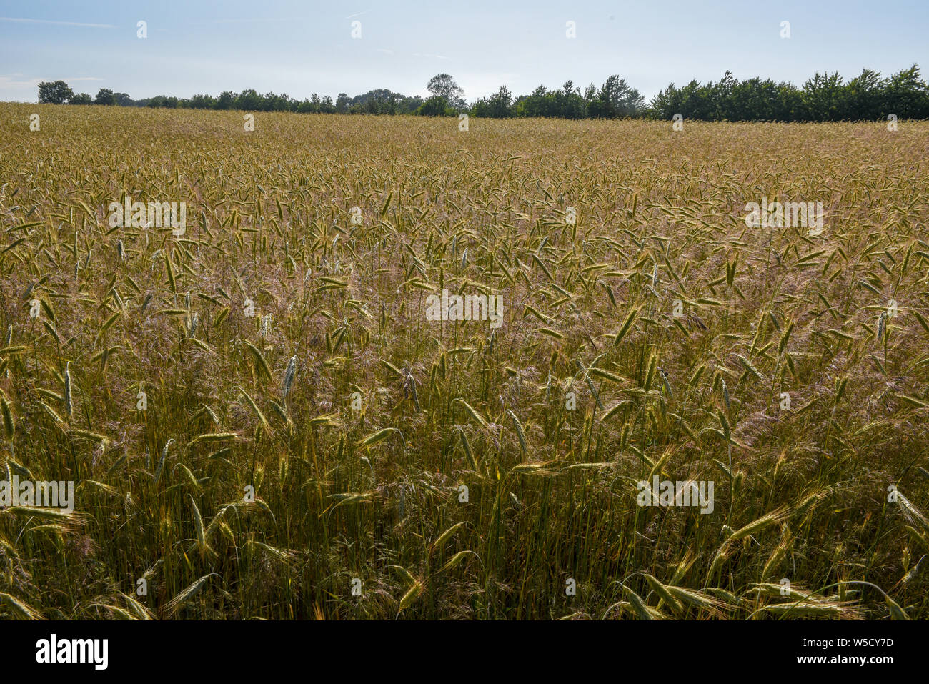 Wheat field and trees on Denmark Stock Photo - Alamy