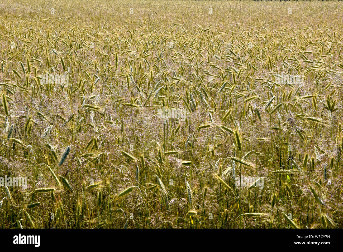 Wheat field and trees on Denmark Stock Photo - Alamy