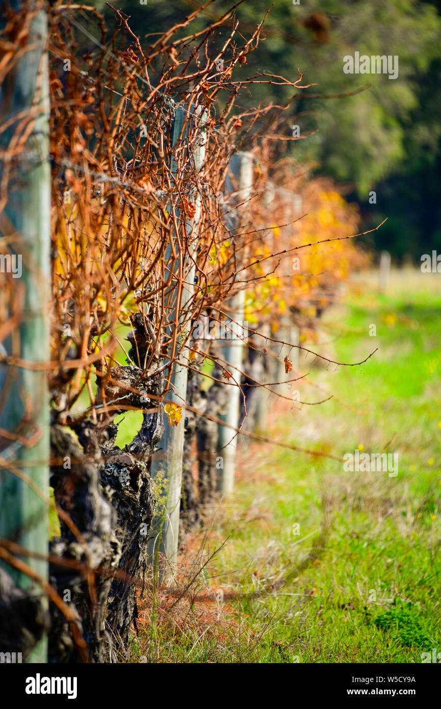 Old vineyard rows in autumn colours, Margaret River, Western Australia Stock Photo