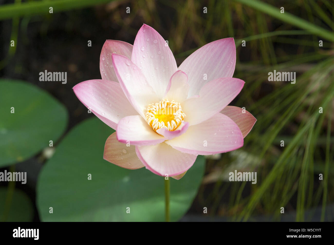 Pink lotus the national flower of india hi-res stock photography and ...