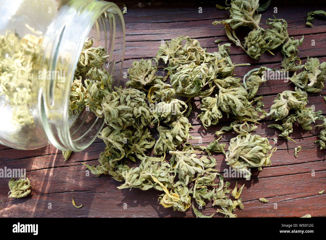 Cured and dried CBD cannabis buds spills out of a jar are ready for consumption. Stock Photo