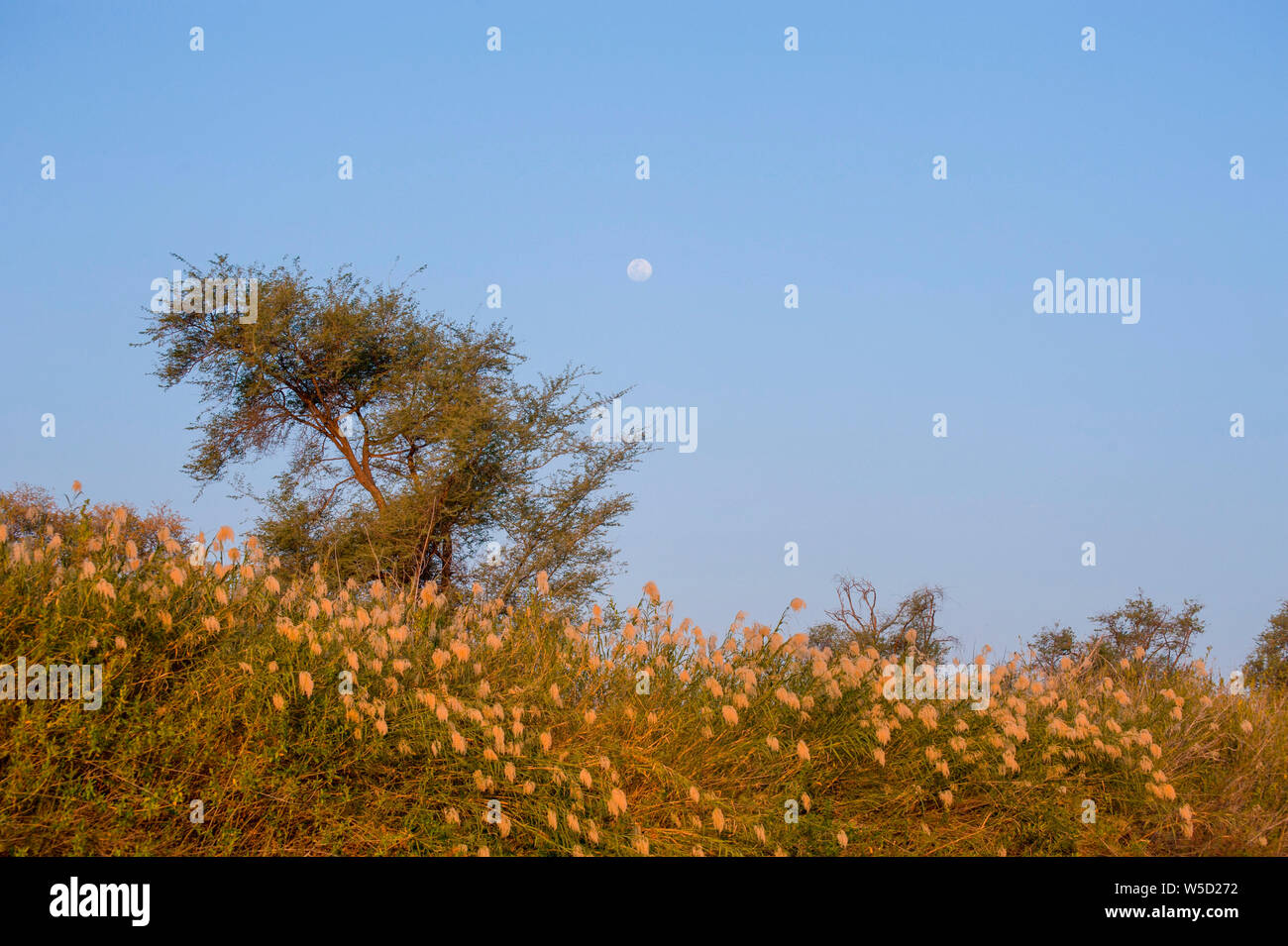 Moon rises over the Kunene River (Cunene River), the border between Angola and Namibia, south-west Africa Stock Photo