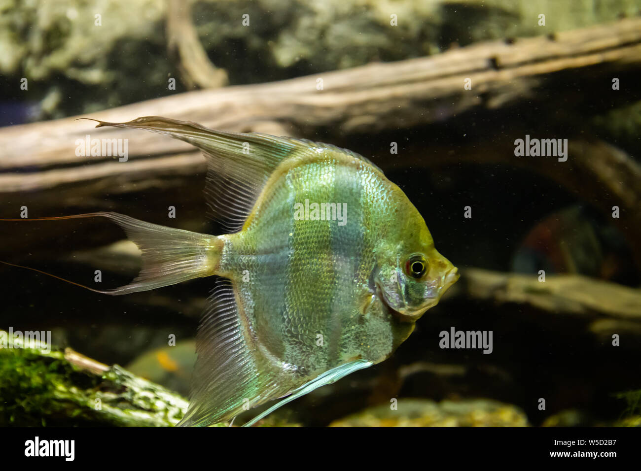 Aquarium fish Angel fish in the water Stock Photo Alamy