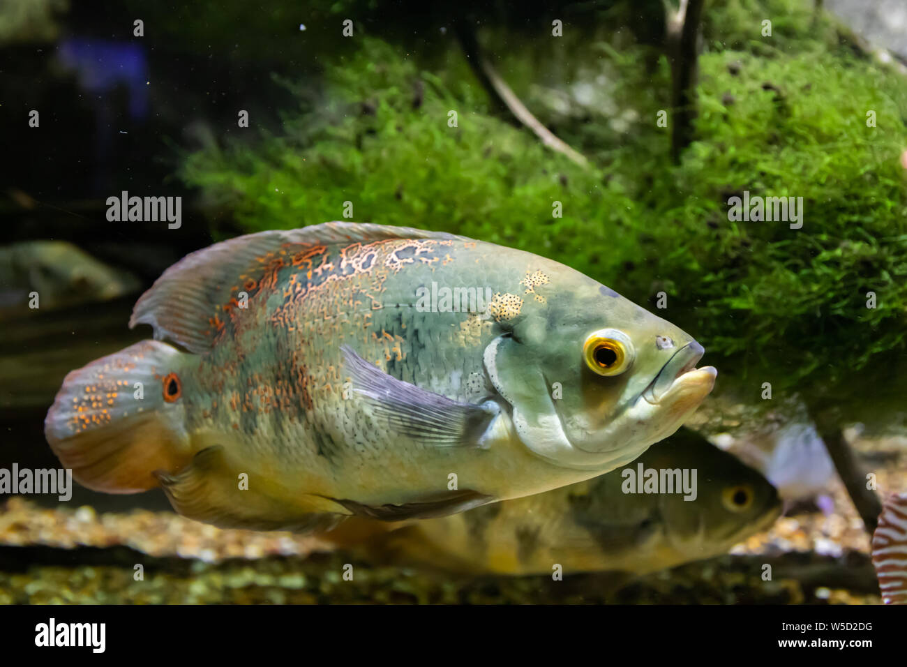 The beautiful bright Oscar Fish close-up underwater Stock Photo