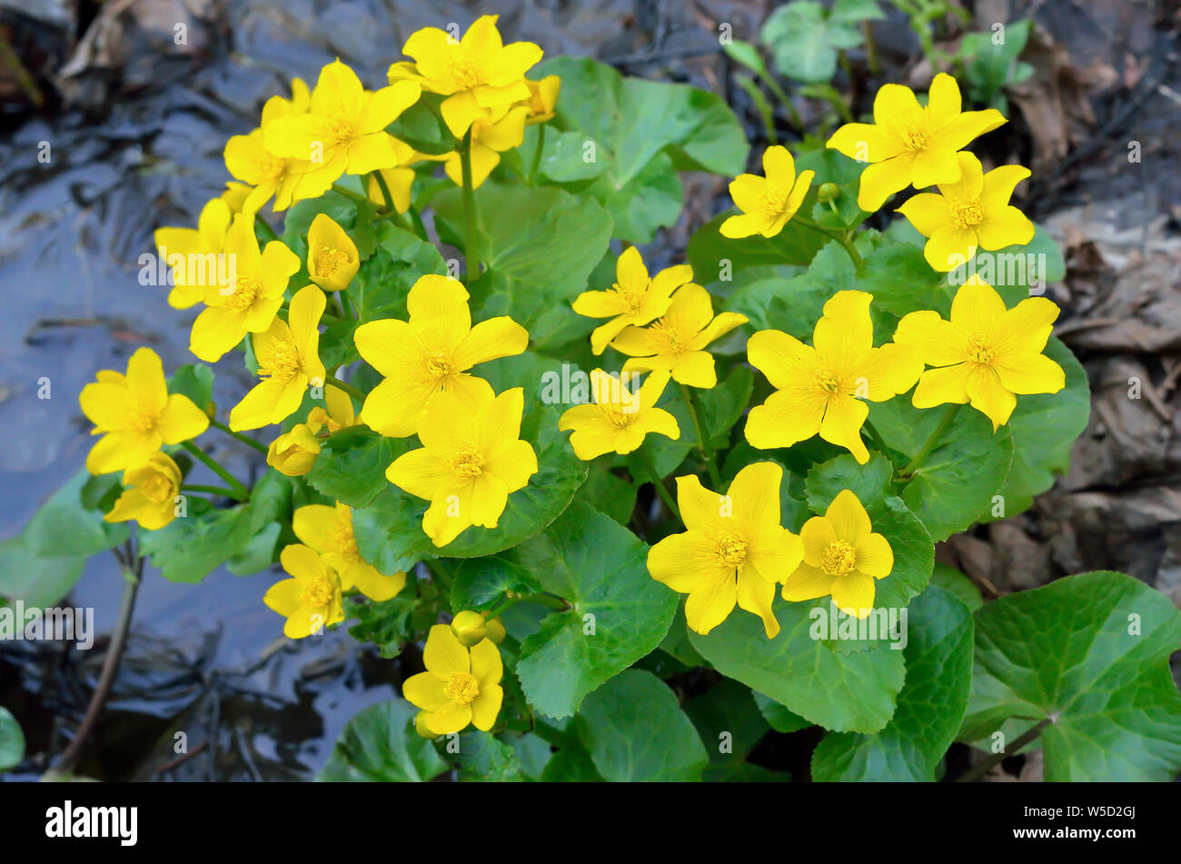 Marsh Marigold (Caltha palustris) flowers, selective focus Stock Photo