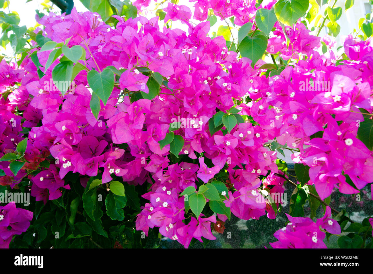 Beautiful flowers of purple hue. A lot of flowers bloomed on a green bush. Stock Photo