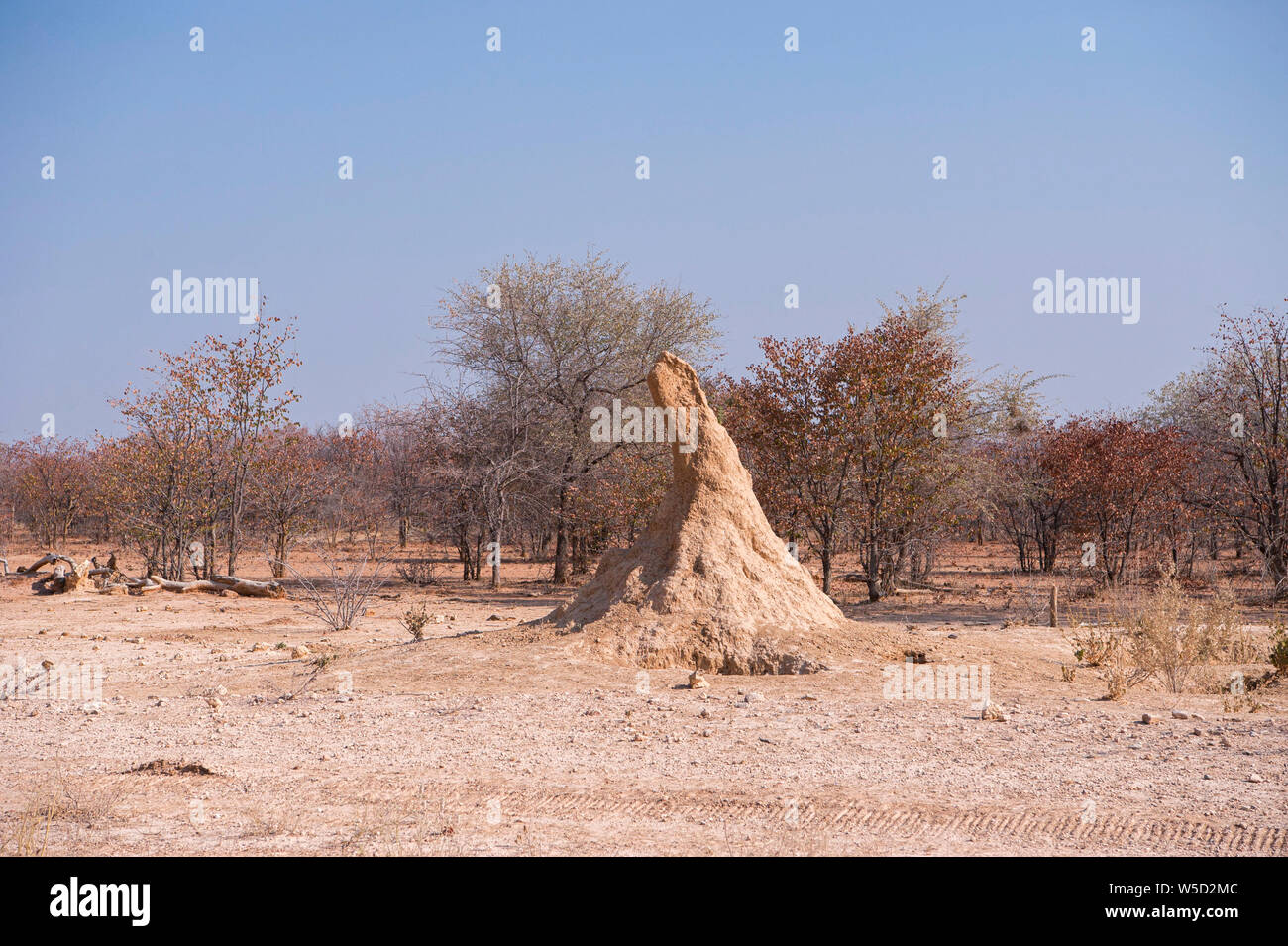 Termite mound. Termites are eusocial colonial insects mostly found in the tropics. The mounds they build are a combination of mud and chewed wood and Stock Photo