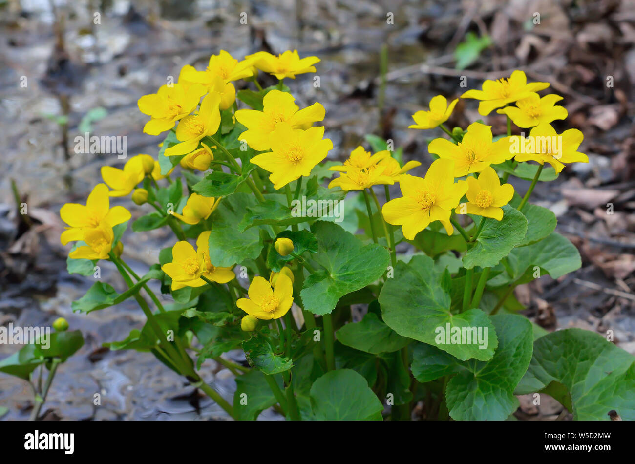 Marsh Marigold (Caltha palustris) flowers Stock Photo