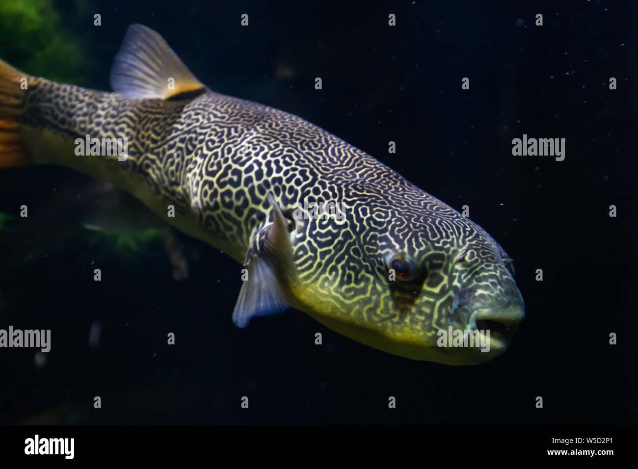 The Salt Water Puffer fish close-up underwater Stock Photo - Alamy