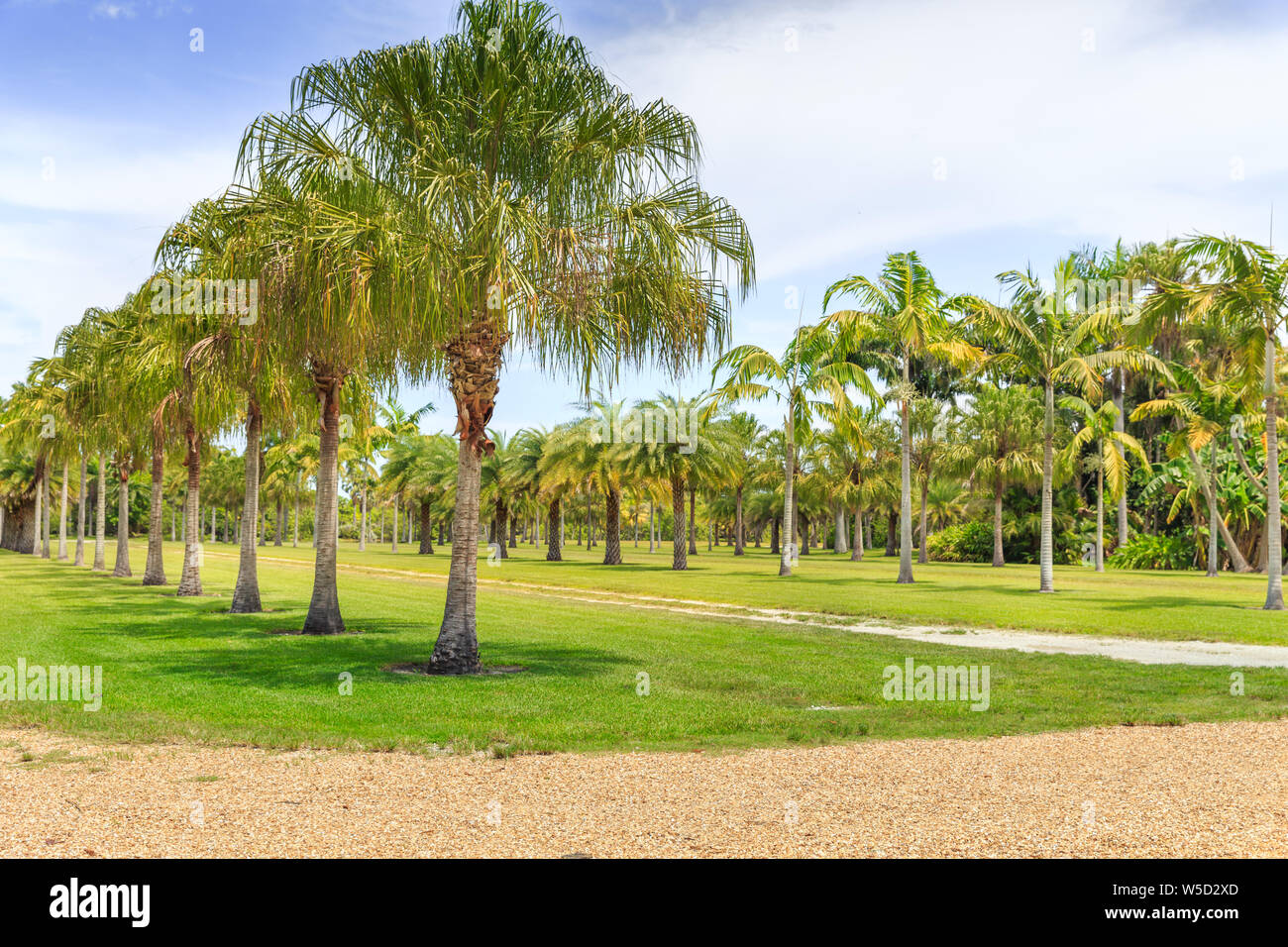 Beautiful park with tropical nature and palms Stock Photo - Alamy