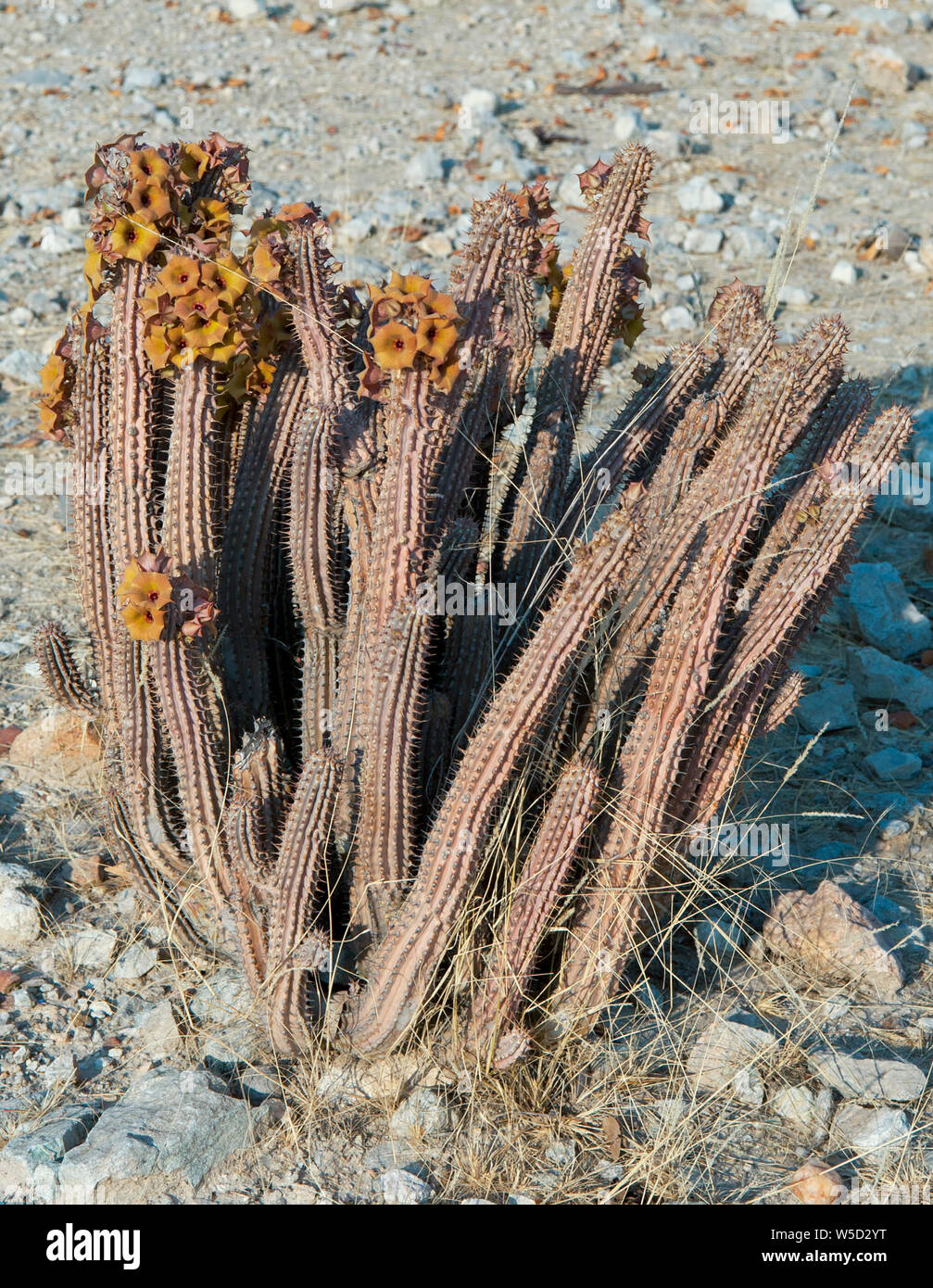 Flowering Hoodia gordonii, also known as Bushman's hat, is a leafless spiny succulent plant supposed to have therapeutic properties in folk medicine. Stock Photo