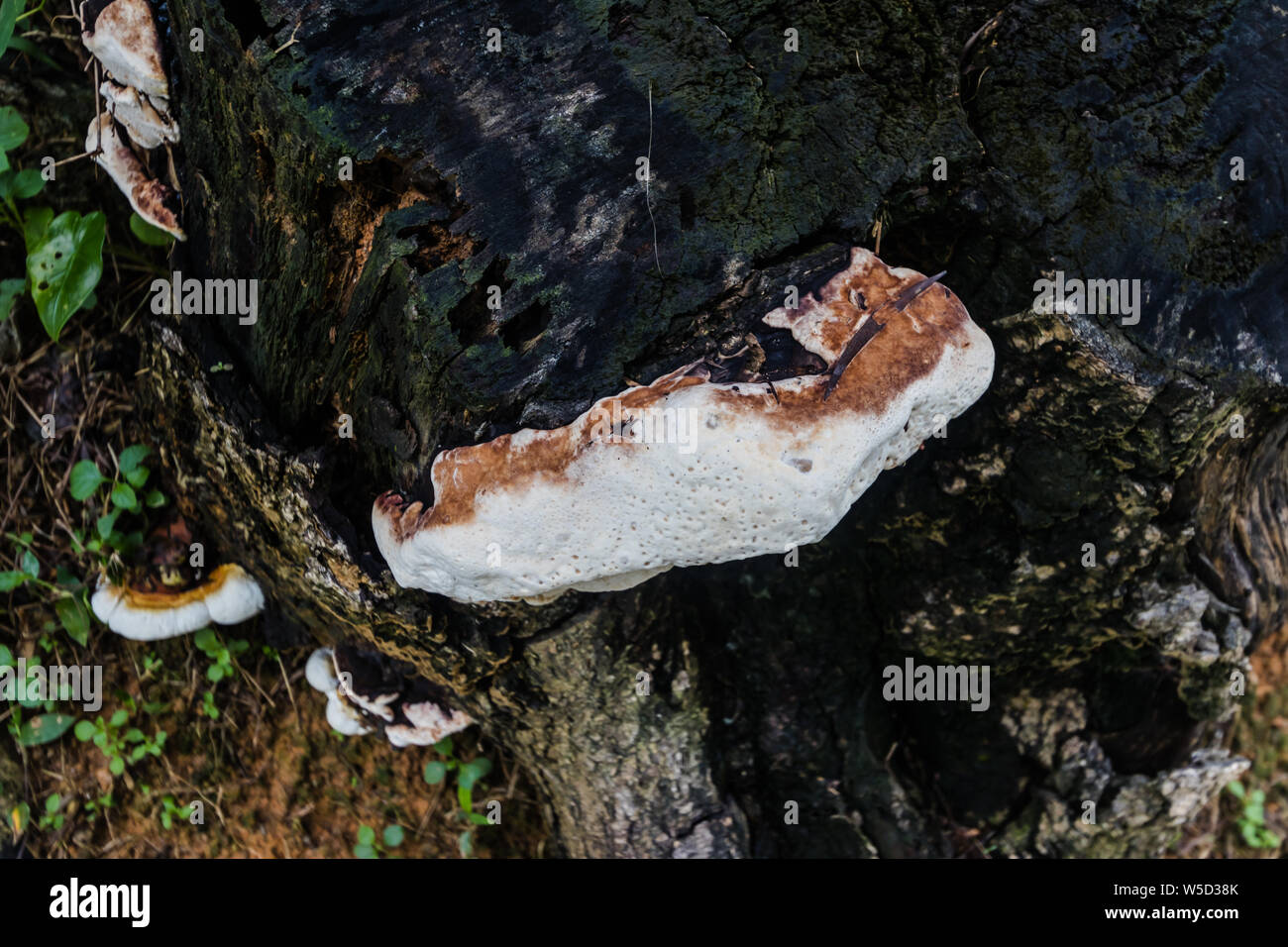 Fruiting bodies of wood decay fungus Ganoderma lucidum sensu lato on a tree chunk in a Hong Kong park Stock Photo