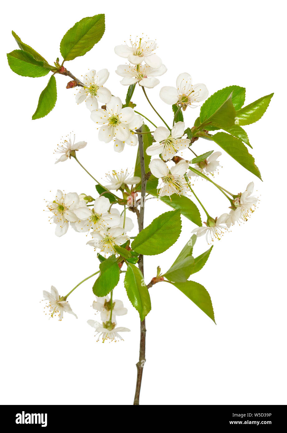 The branch of cherry blossoms isolated on white background Stock Photo ...