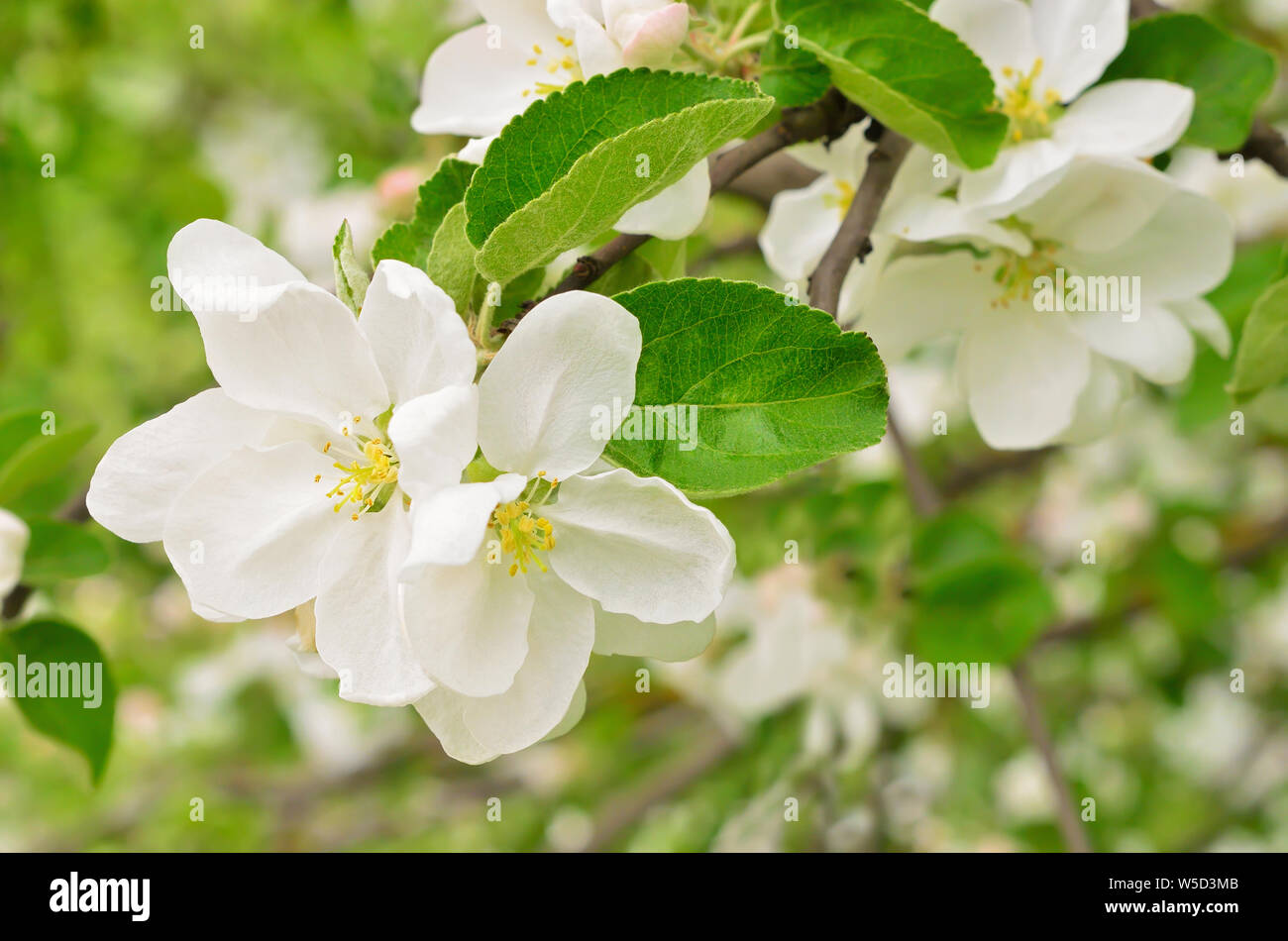 Blossoming of apple trees Stock Photo