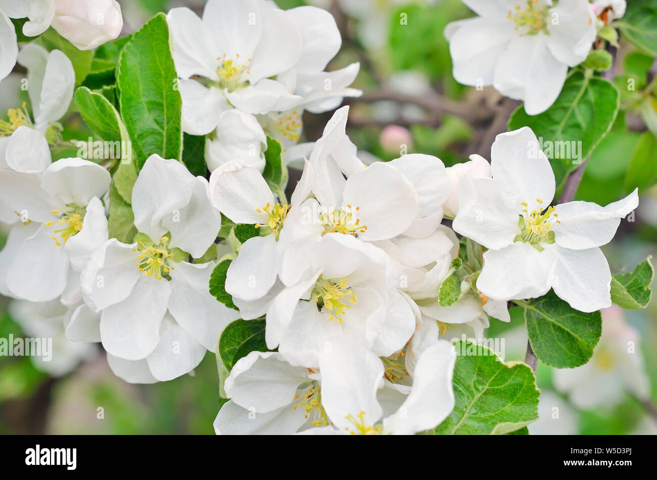 Blossoming of apple trees in the garden Stock Photo