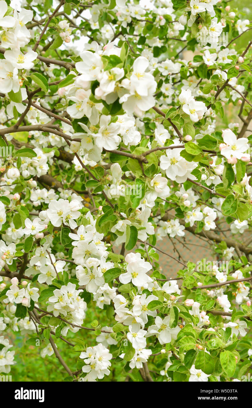 Blossoming of apple trees in the garden, selective focus Stock Photo