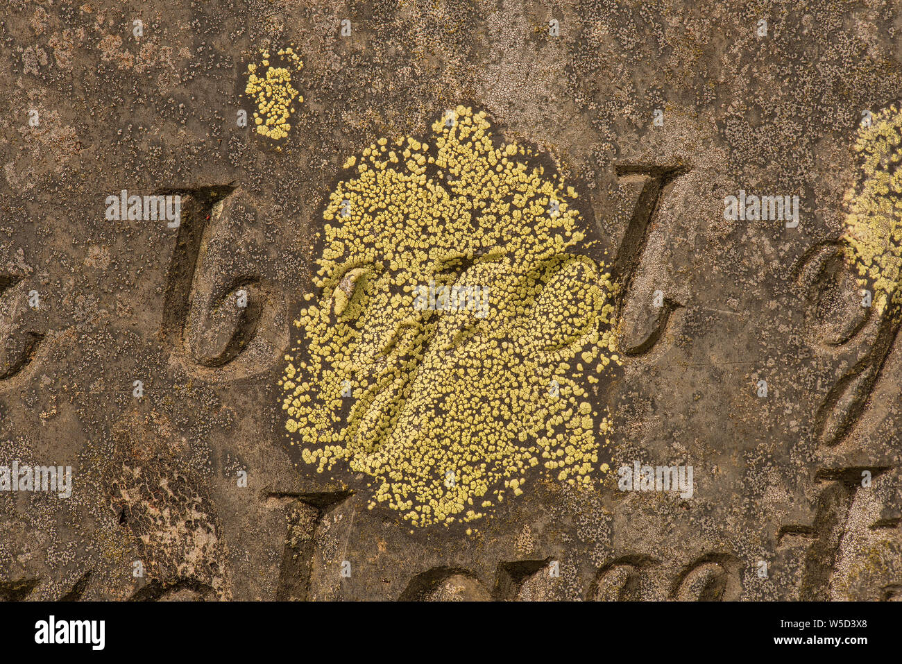 Lichen of the genus candelariella Stock Photo
