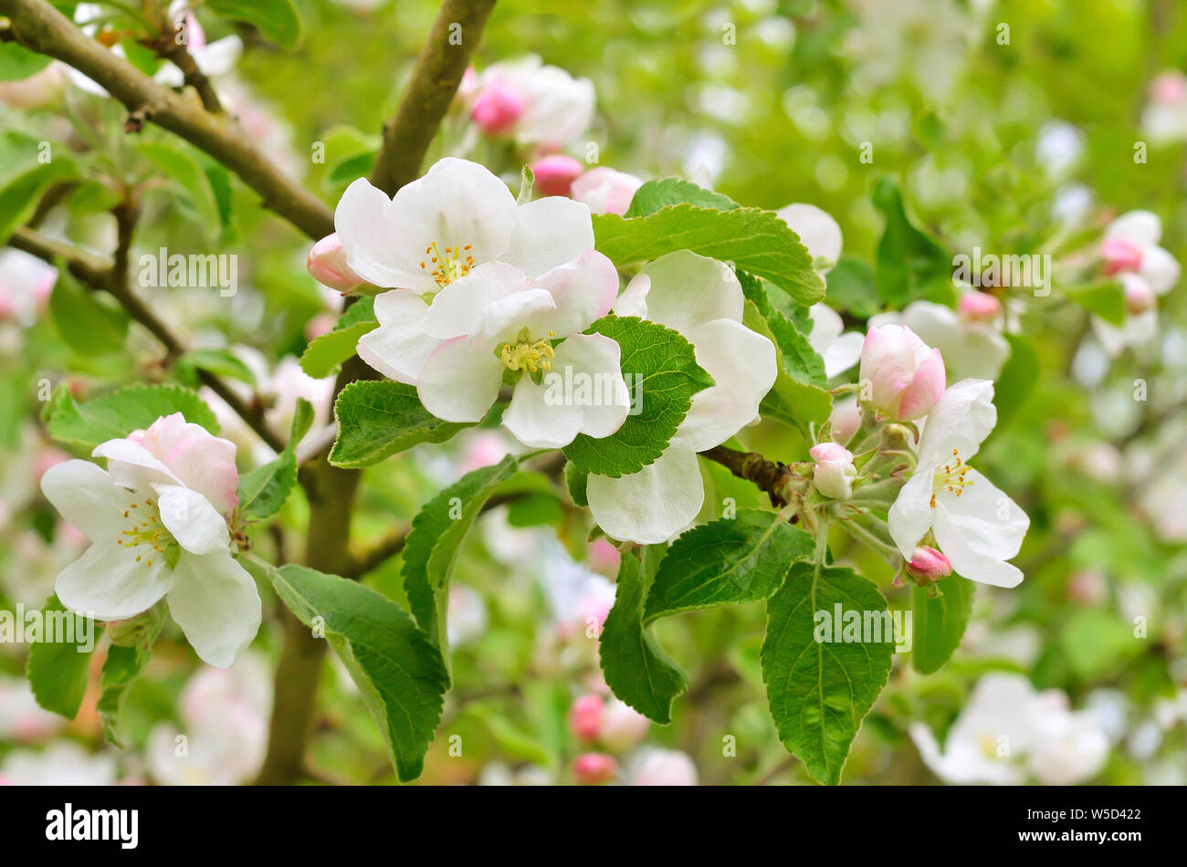 Blossoming of apple trees in the garden, focus on flower in front Stock Photo