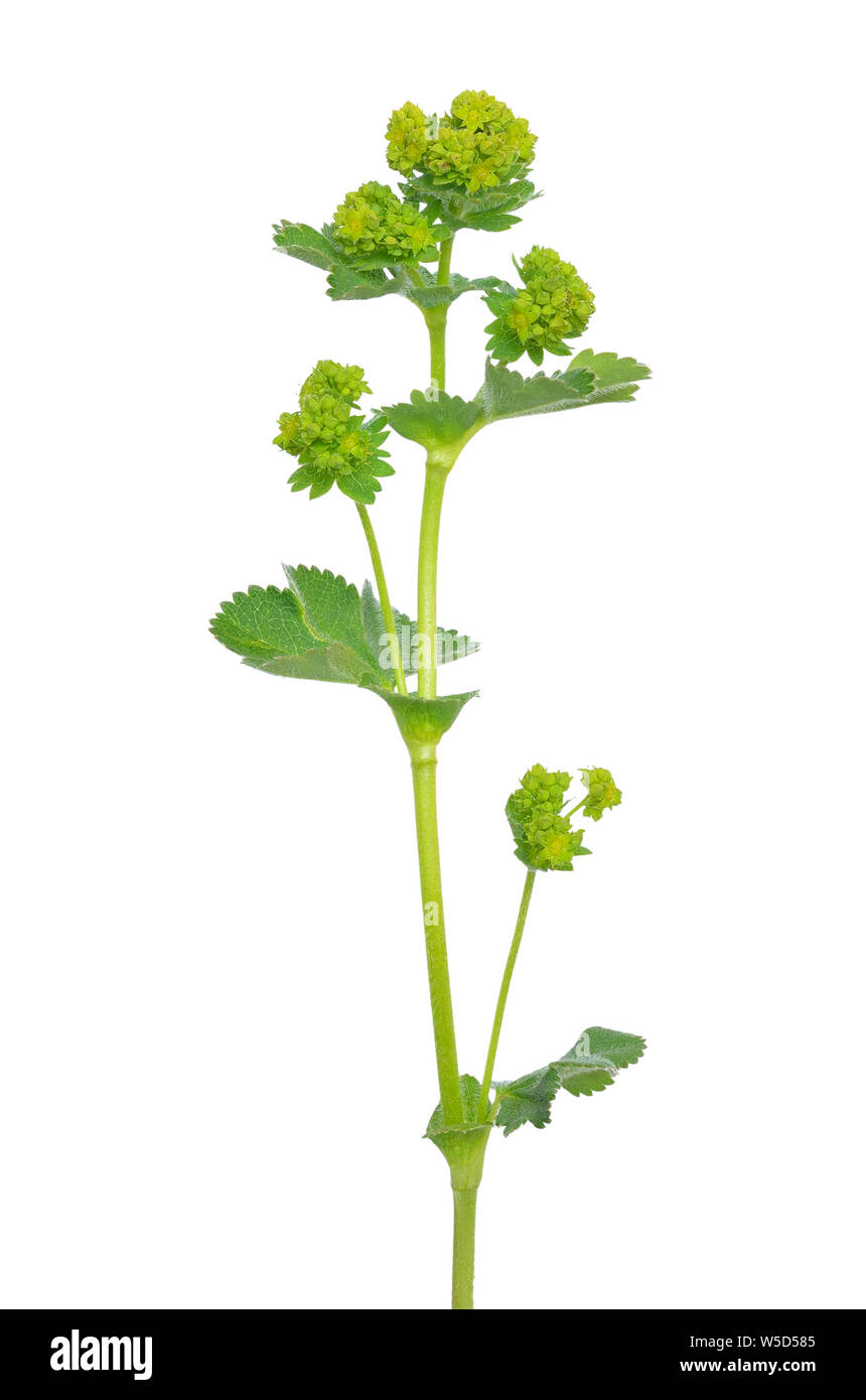 Ladys mantle herb (Alchemilla mollis) isolated on white background Stock Photo