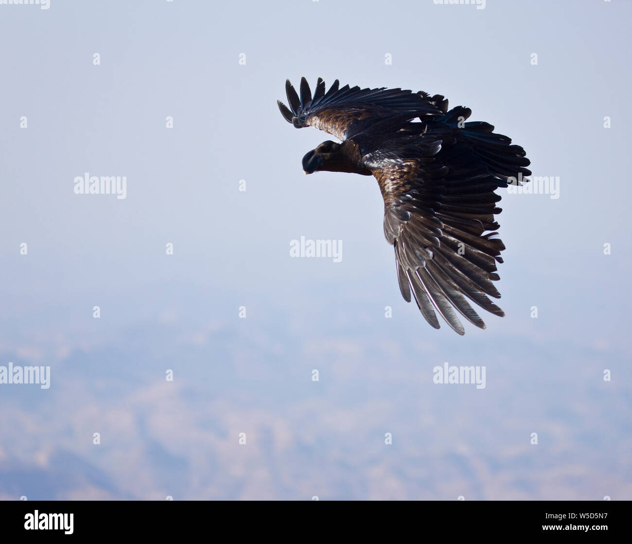 Cuervo picogrueso, Montañas Simien, Etiopia, Africa Stock Photo