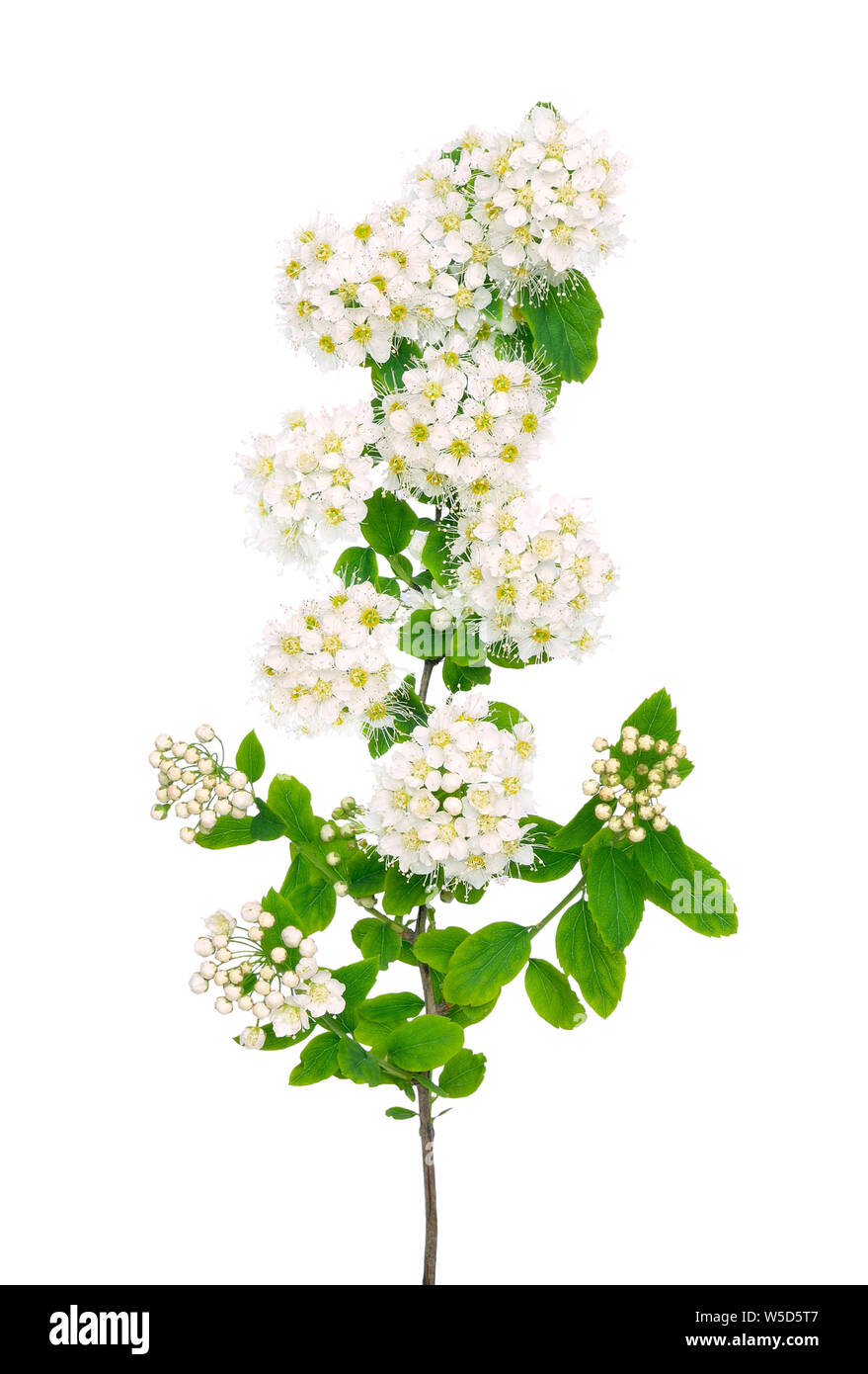 The branch of spiraea on a white background Stock Photo