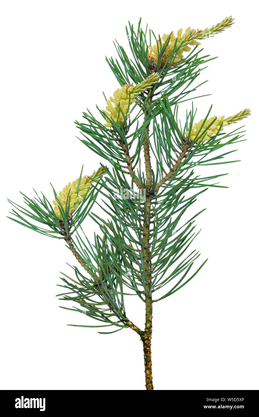Pine (Pinus sylvestris) branch isolated on white background Stock Photo