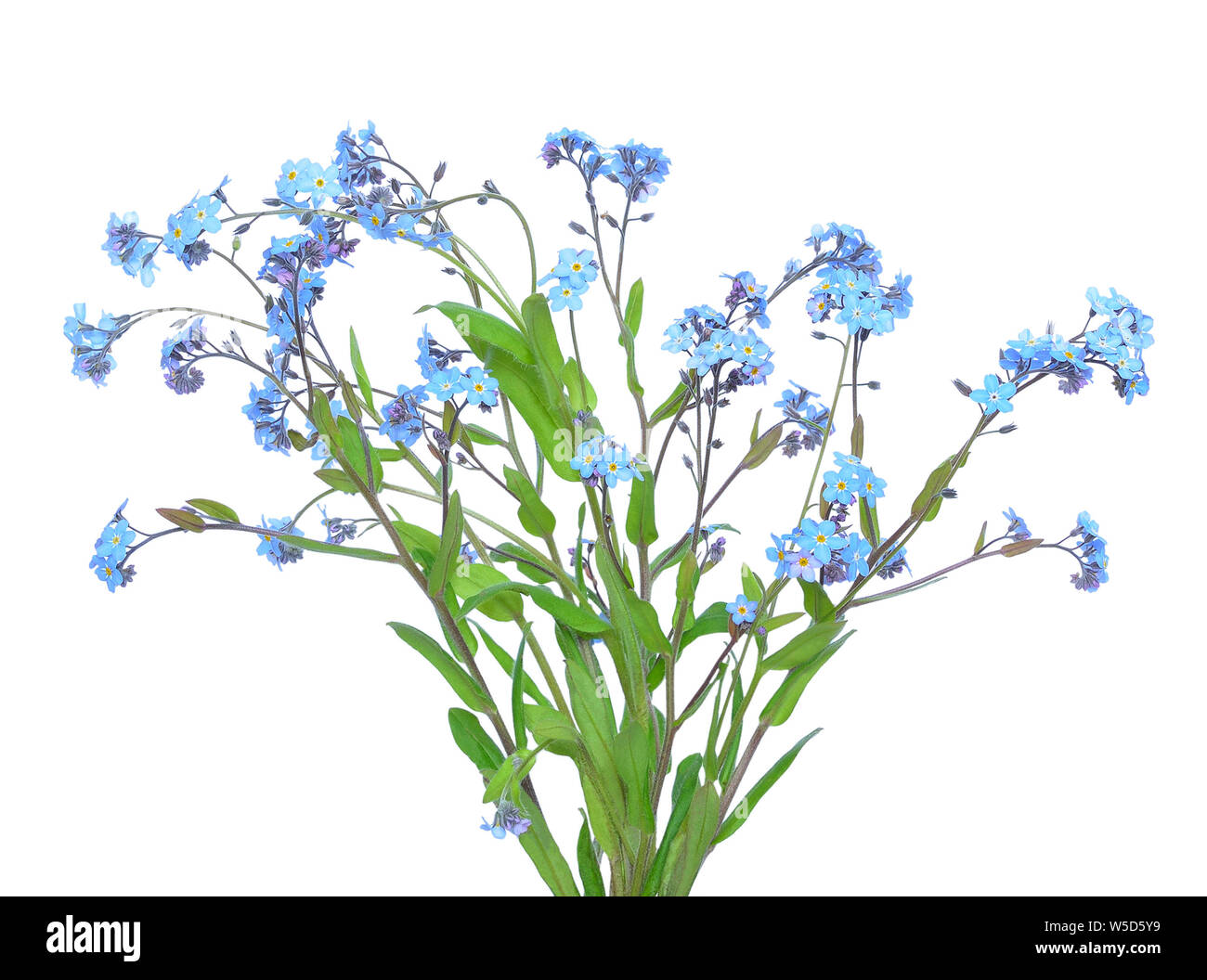 Forget-me-not flowers  isolated on white background Stock Photo