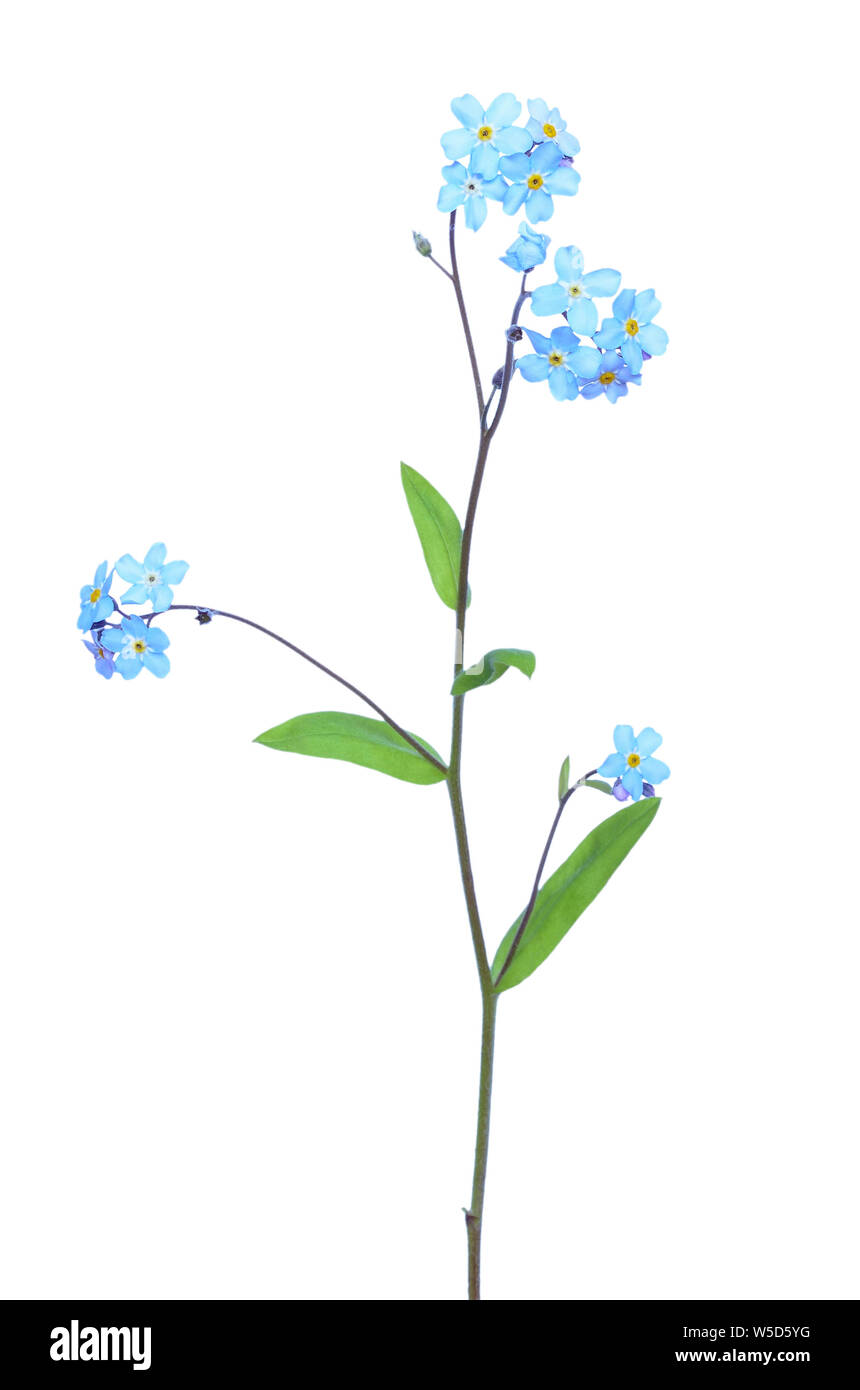 Forget-me-not flowers  isolated on white background Stock Photo