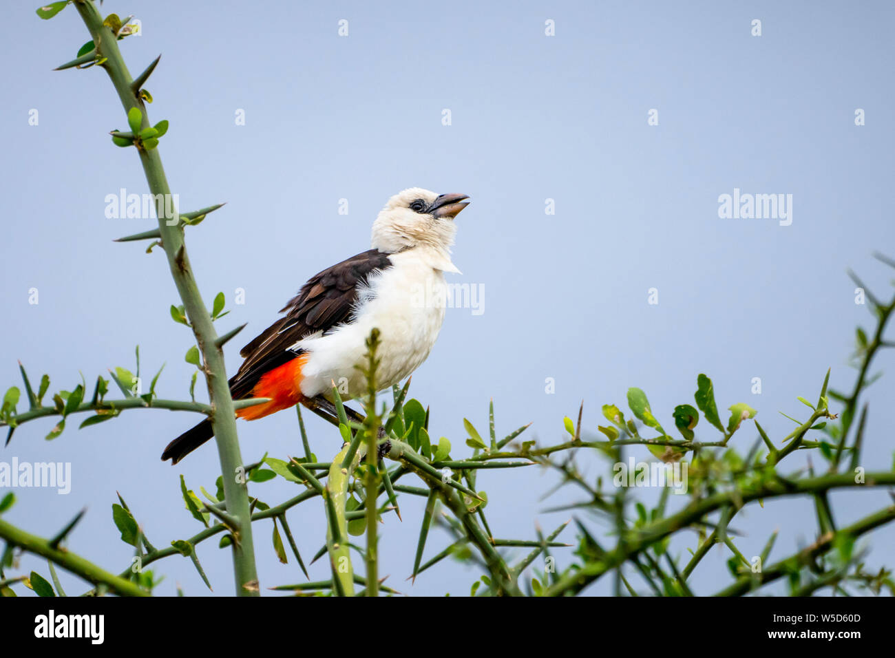 White-headed buffalo weaver or white-faced buffalo-weaver (Dinemellia dinemelli) is a species of passerine bird in the family Ploceidae native to East Stock Photo