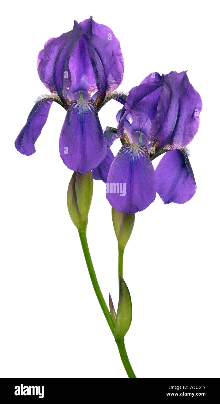 Blooming iris flowers isolated on white background Stock Photo