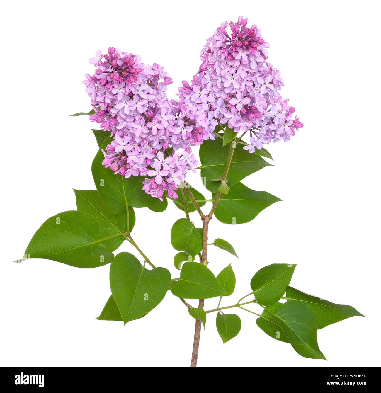 Pink lilac (Syringa) isolated on white background Stock Photo