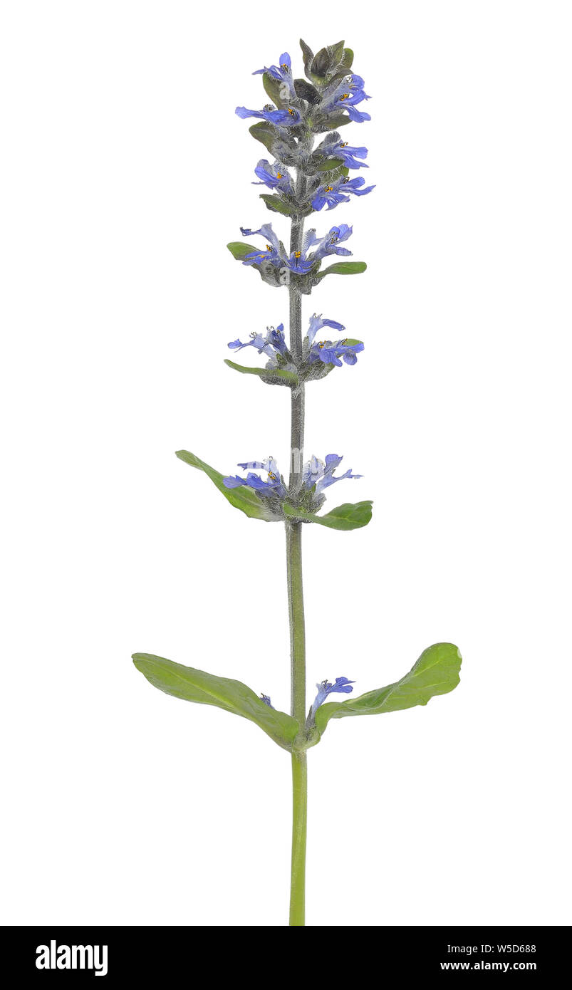 Ajuga reptans, blue bugle flower isolated on white background Stock Photo
