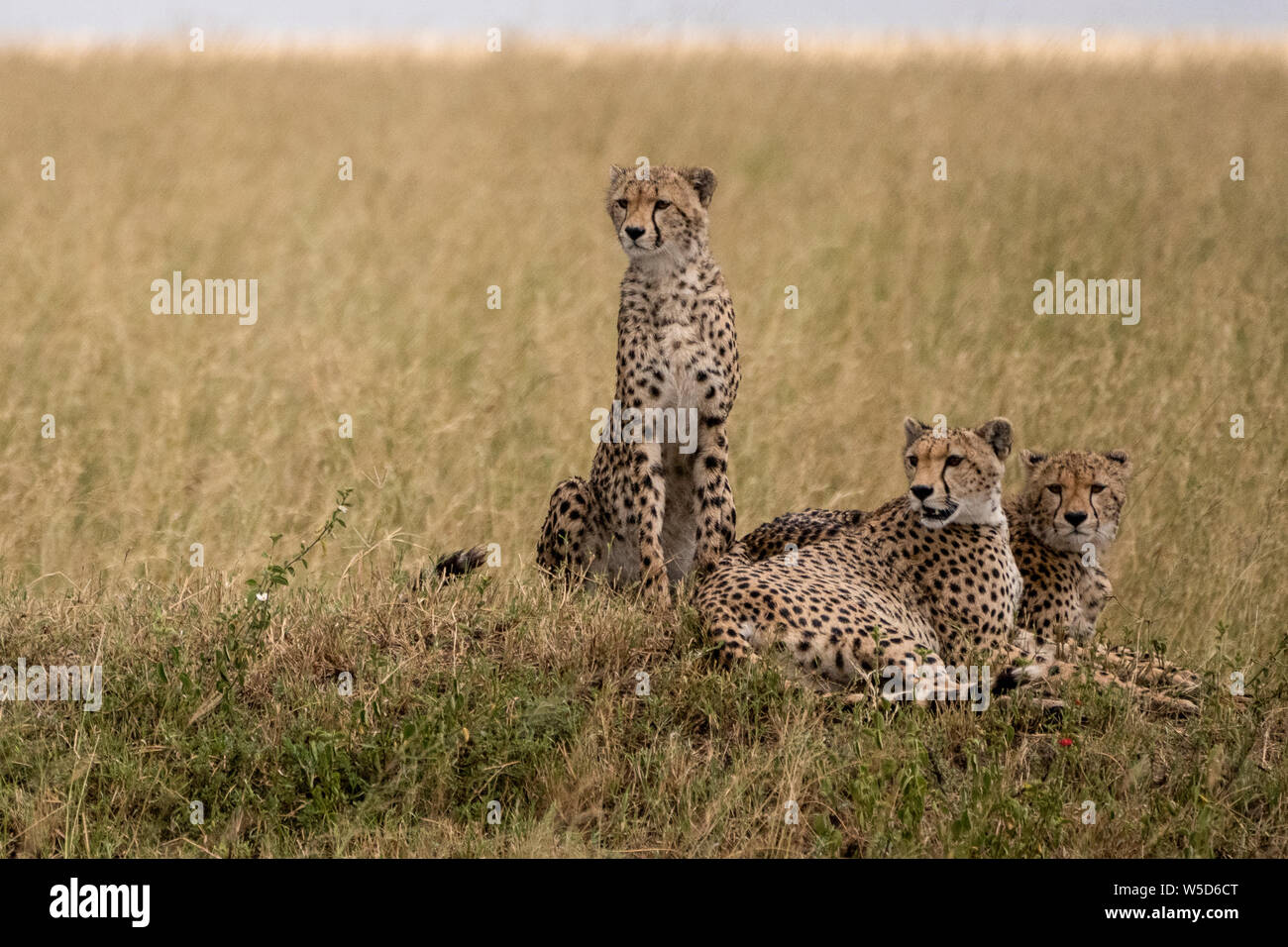 Cheetah (Acinonyx jubatus) resting in the grass, A swarm of flies harass her Stock Photo
