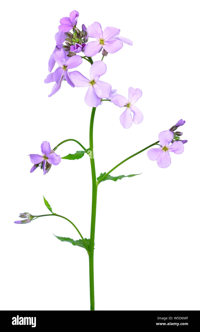 Dame's Rocket (Hesperis matronalis) flower isolated on white background Stock Photo