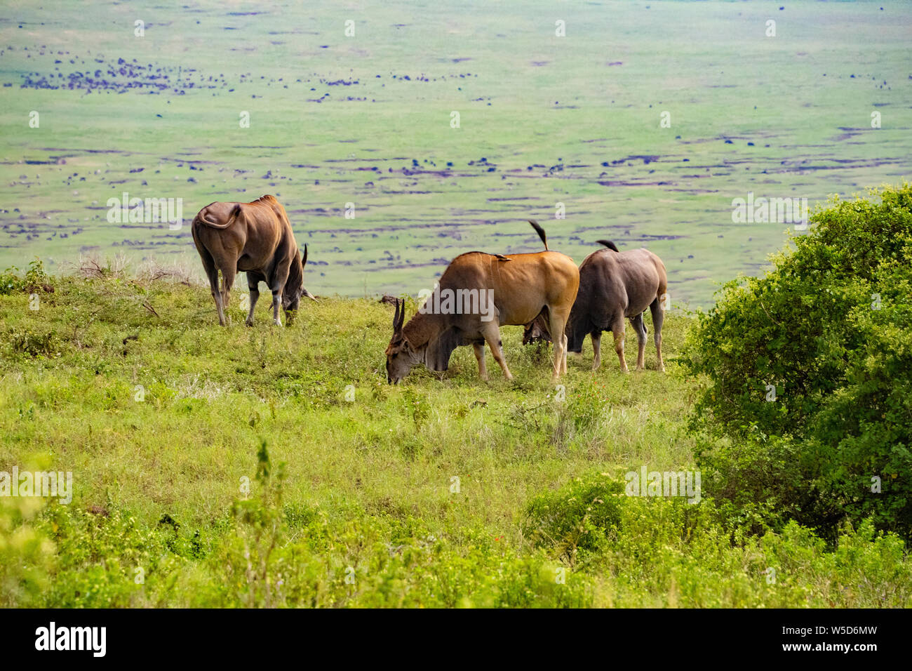 Herd of Common eland (Taurotragus oryx) The eland is the largest antelope in the world, measuring up to 1.7 metres to the shoulder. It inhabits grass Stock Photo