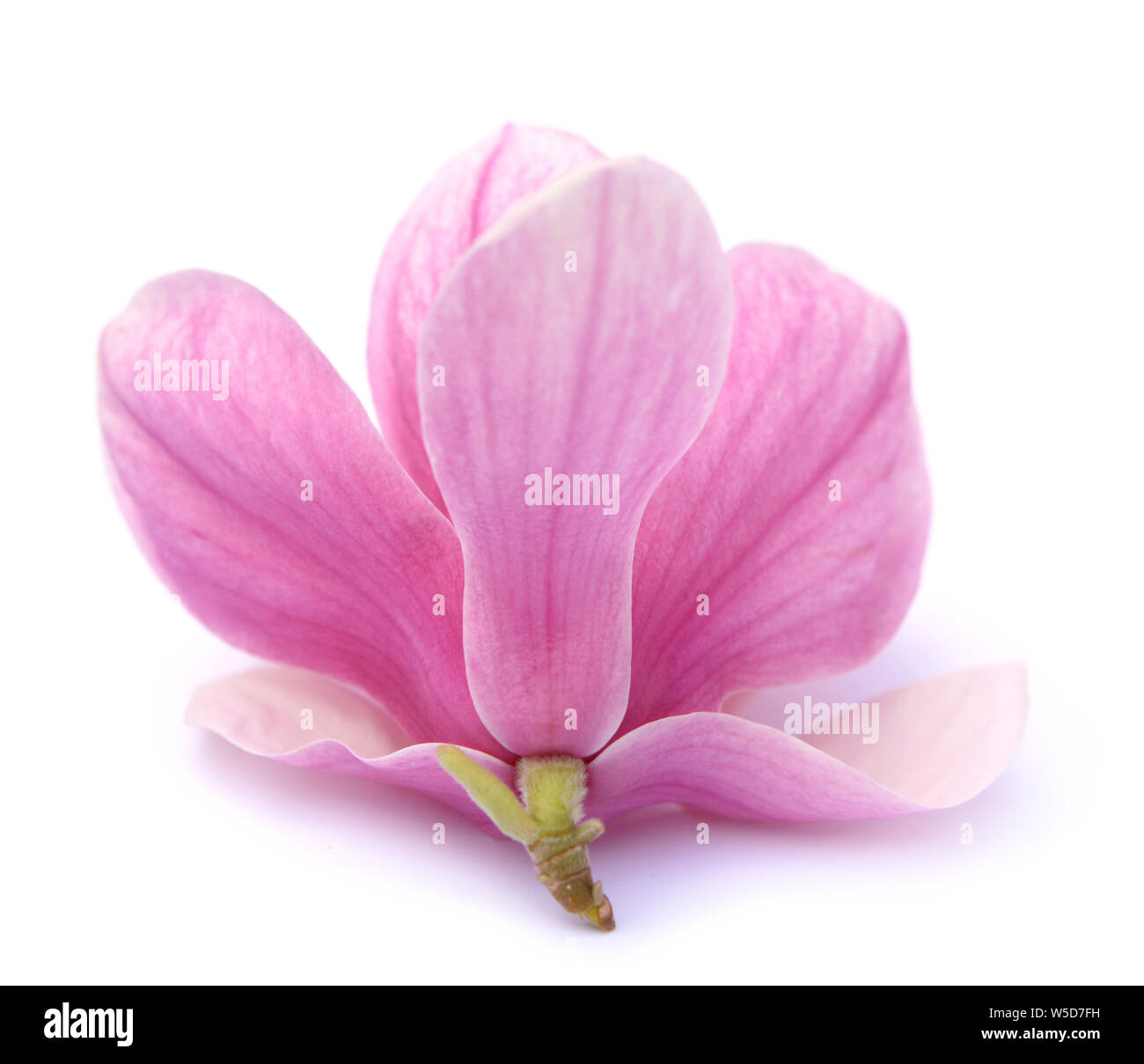 pink magnolia flower isolated on white background Stock Photo - Alamy