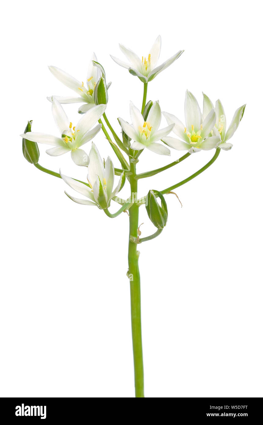 Ornithogalum flower isolated on white background Stock Photo